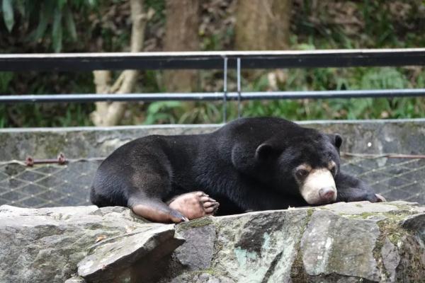 动物园黑熊被质疑是“人假扮”？！最新回应