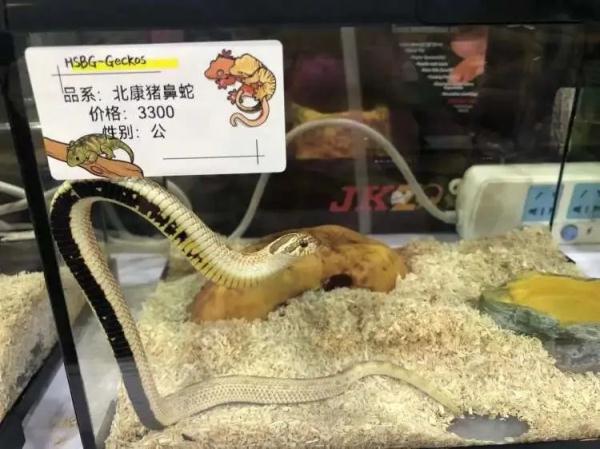 凌晨四点就有人排队，价格可高达数万元……上海这个特别的展览大热