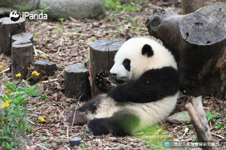 花花洗澡全国人民都知道了