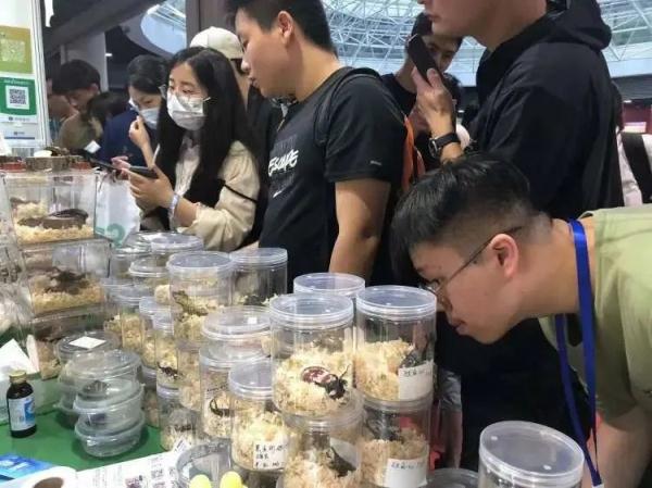 凌晨四点就有人排队，价格可高达数万元……上海这个特别的展览大热