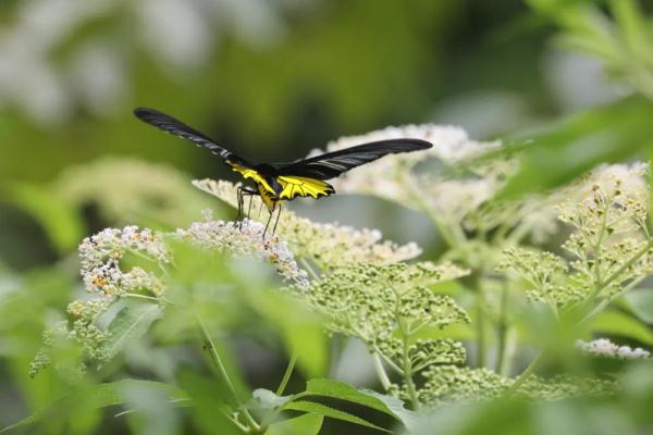 罕见！在安徽发现！