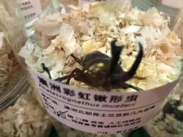 凌晨四点就有人排队，价格可高达数万元……上海这个特别的展览大热