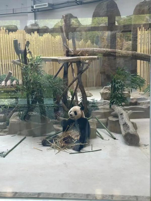 大运会和熊猫，当然是绝配！