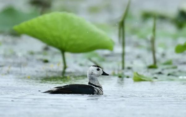 刚刚合肥拍下!“中国最小的鸭子!” 刚刚合肥拍下!“中国最小的鸭子!”