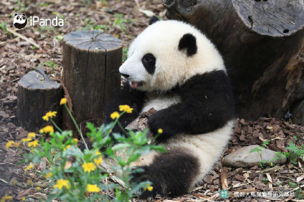 花花洗澡全国人民都知道了