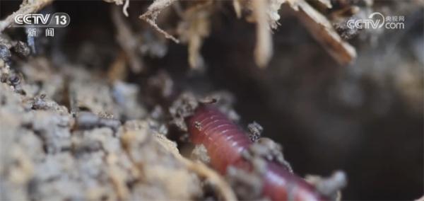 “天上地下”看黑土地新变化 科技助力精准保护