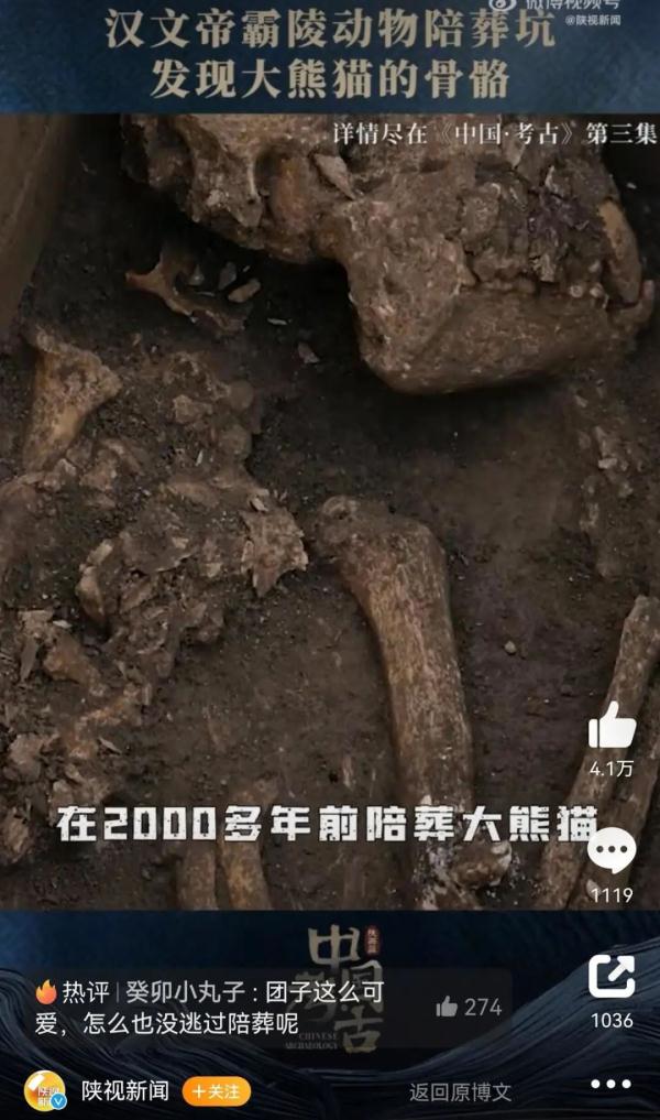 汉文帝用大熊猫陪葬？殉葬坑出土完整大熊猫骨骼