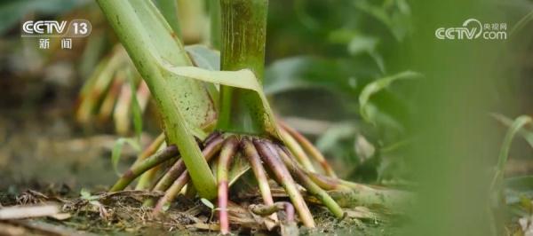 “天上地下”看黑土地新变化 科技助力精准保护