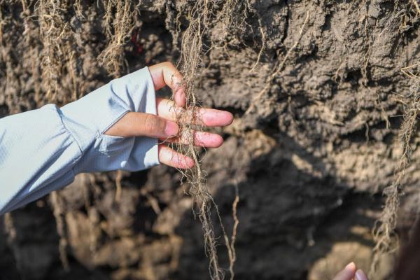 新华全媒+|为更多黑土地盖上“被子”