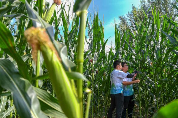 新华全媒+|为更多黑土地盖上“被子”