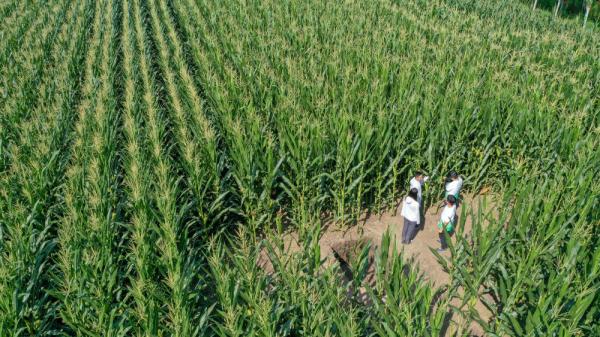 新华全媒+|为更多黑土地盖上“被子”