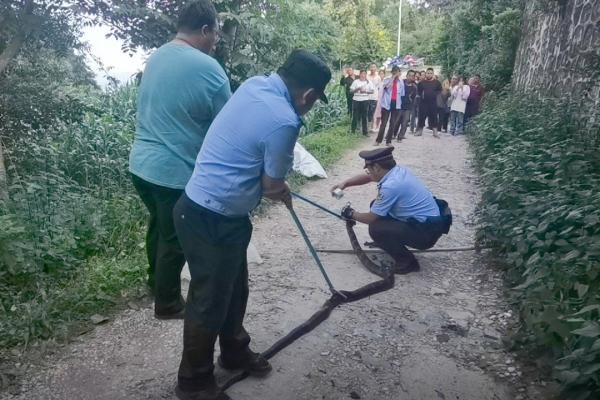 “蛇出没”请小心！