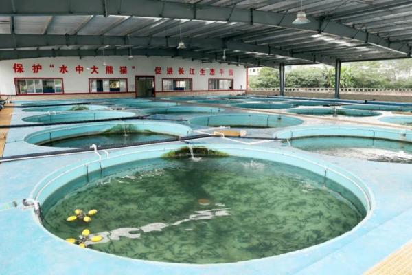 “鲟”梦长江 宜宾长宁这个保护基地正式揭牌