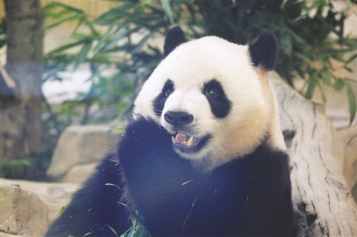 外国运动员“花式打卡”熊猫基地