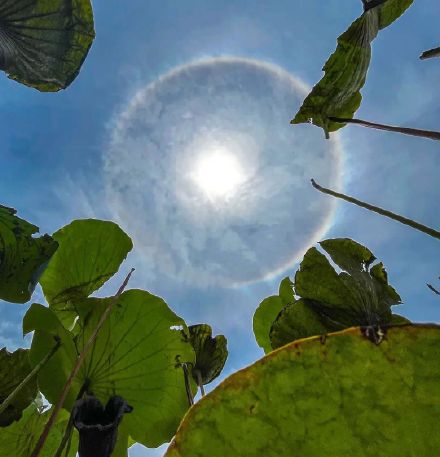 8月2日，中午时分，佛山上空出现“日晕”景观
