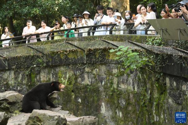 探访杭州动物园“人气”马来熊 探访杭州动物园“人气”马来熊