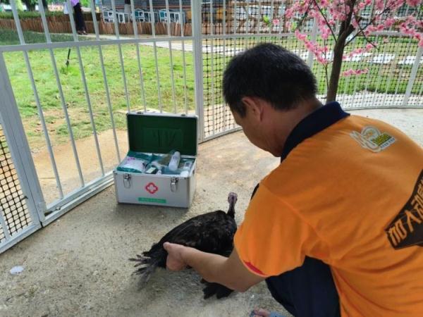 目前状态良好!公园内孔雀被宠物狗咬事件后续 目前状态良好!公园内孔雀被宠物狗咬事件后续