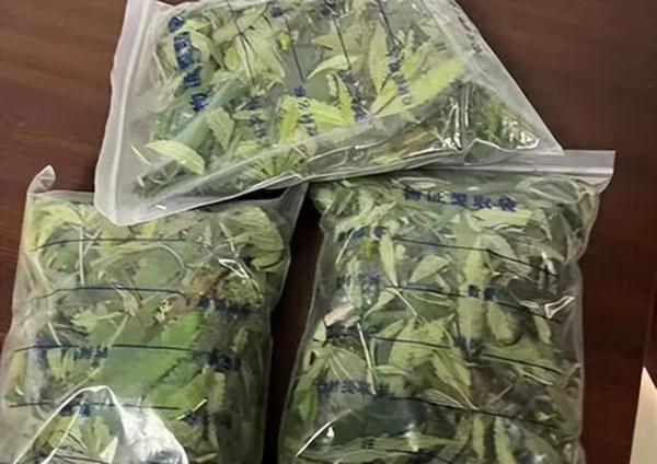 密不透风的房子里,藏着不可告人的秘密…… 密不透风的房子里,藏着不可告人的秘密……