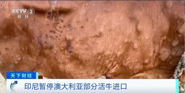 具有高度传染性！活牛被检出皮肤病，涉事养殖场遭停业