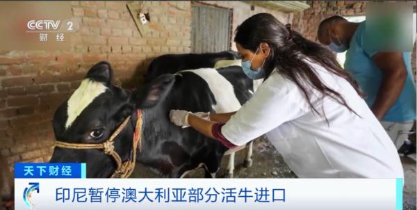 具有高度传染性！活牛被检出皮肤病，涉事养殖场遭停业