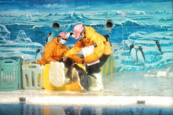 哈尔滨极地公园企鹅表演首秀登场 哈尔滨极地公园企鹅表演首秀登场