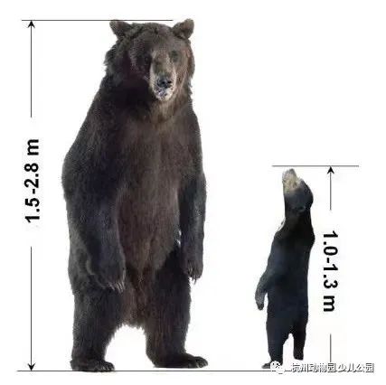 “人里人气”！小熊被质疑是人假扮的，动物园坐不住了……