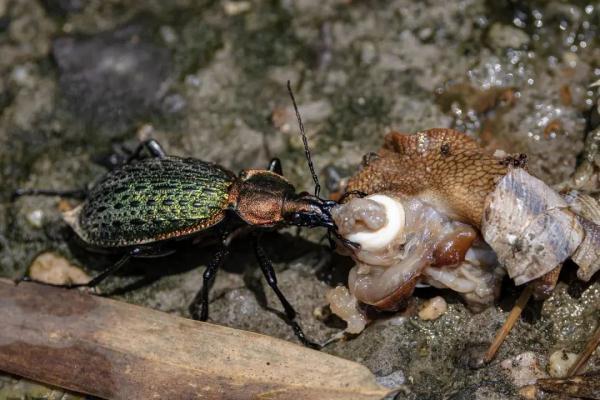 罕见珍稀昆虫，现身镇江！