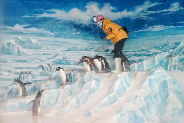 哈尔滨极地公园企鹅表演首秀登场 哈尔滨极地公园企鹅表演首秀登场