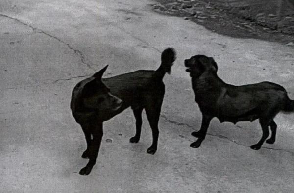 流浪狗伤人,“爱心”投喂人要不要担责?法院判了→ 流浪狗伤人,“爱心”投喂人要不要担责?法院判了→