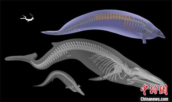 国际研究新发现古代鲸物种 或为有记录以来最大最重动物之一