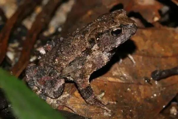 广东发现全新物种! 广东发现全新物种!