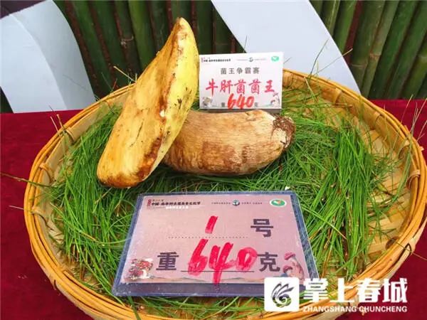 848克松茸以6.8万元拍出！楚雄南华“十大菌王”诞生