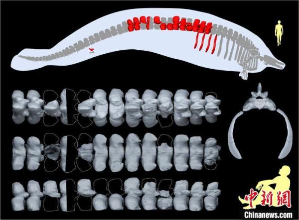 国际研究新发现古代鲸物种 或为有记录以来最大最重动物之一