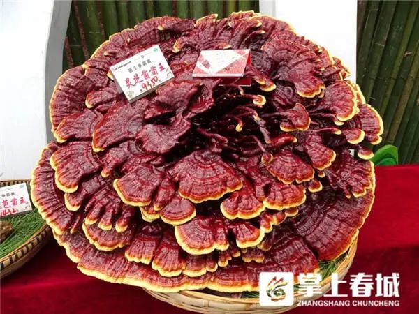 848克松茸以6.8万元拍出！楚雄南华“十大菌王”诞生