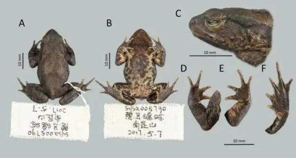 广东发现全新物种! 广东发现全新物种!