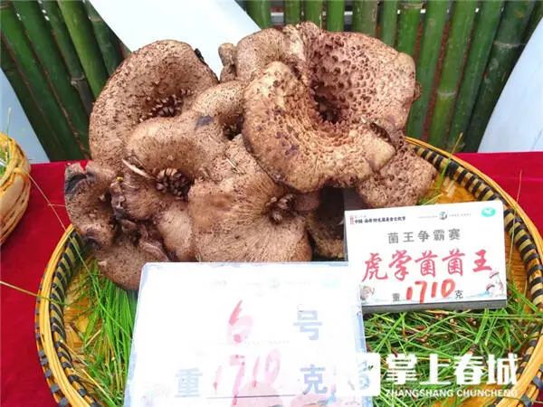 848克松茸以6.8万元拍出！楚雄南华“十大菌王”诞生