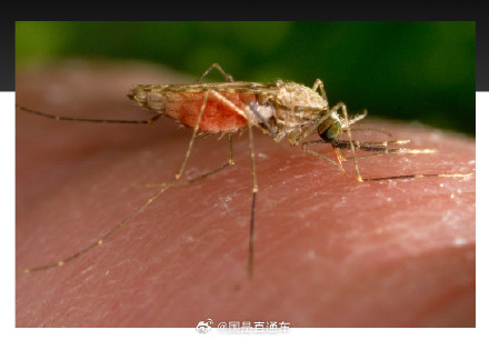 科学家发现抑制疟疾传播新武器