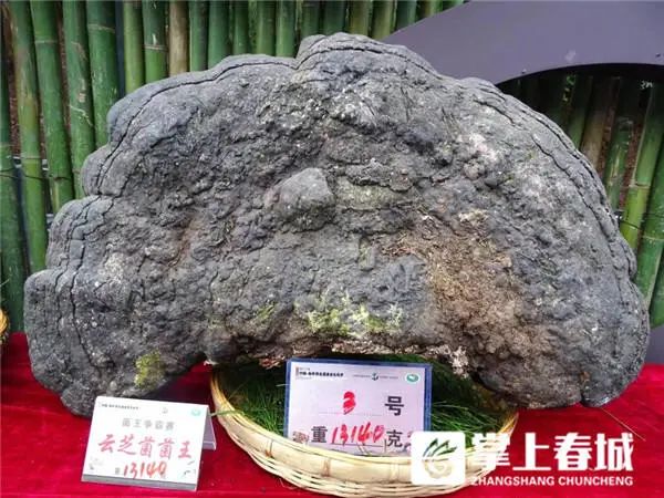 848克松茸以6.8万元拍出！楚雄南华“十大菌王”诞生