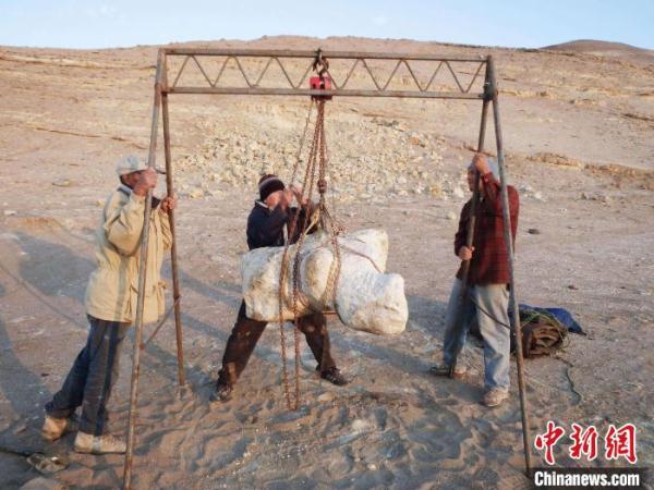 国际研究新发现古代鲸物种 或为有记录以来最大最重动物之一