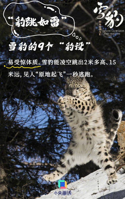 雪豹是豹属唯一的嘤嘤怪 雪豹是豹属唯一的嘤嘤怪