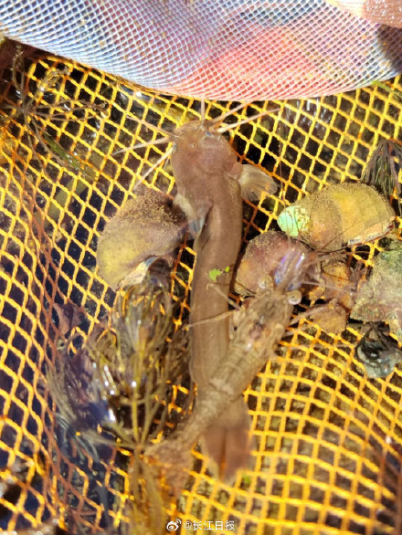 武汉首次发现鱼种等颌䱀