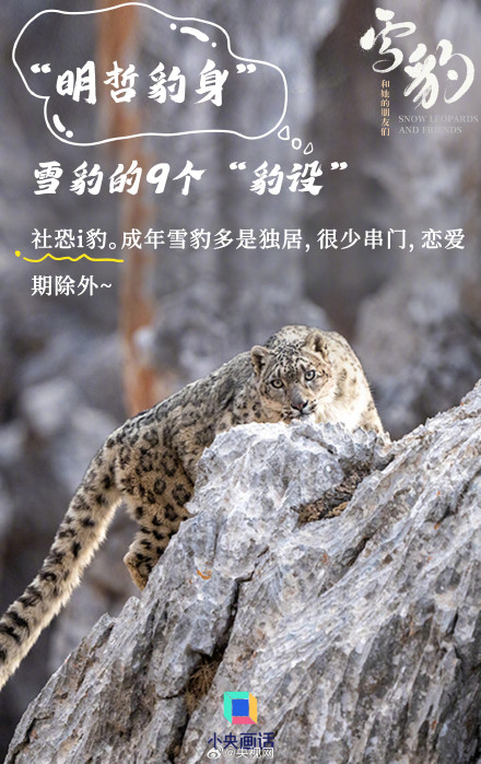 雪豹是豹属唯一的嘤嘤怪 雪豹是豹属唯一的嘤嘤怪