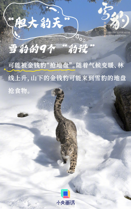 雪豹是豹属唯一的嘤嘤怪 雪豹是豹属唯一的嘤嘤怪