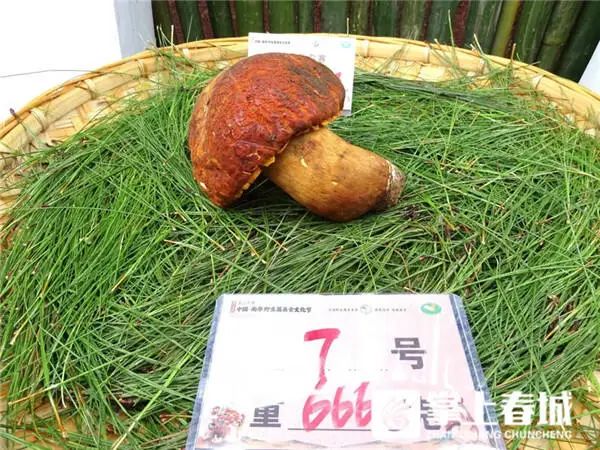 848克松茸以6.8万元拍出！楚雄南华“十大菌王”诞生