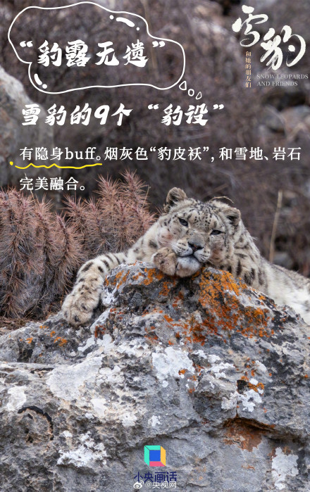 雪豹是豹属唯一的嘤嘤怪 雪豹是豹属唯一的嘤嘤怪