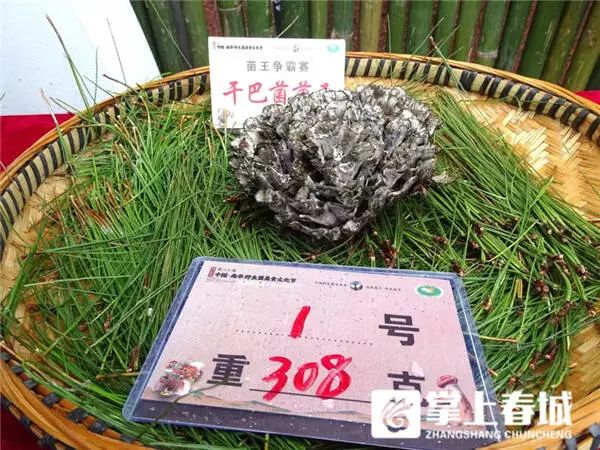848克松茸以6.8万元拍出！楚雄南华“十大菌王”诞生