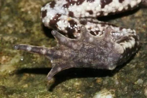 广东发现全新物种! 广东发现全新物种!