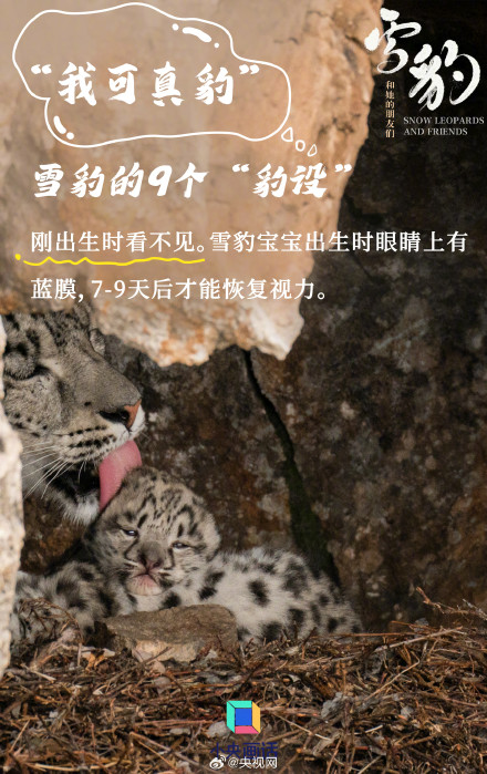 雪豹是豹属唯一的嘤嘤怪 雪豹是豹属唯一的嘤嘤怪