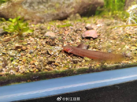 武汉首次发现鱼种等颌䱀