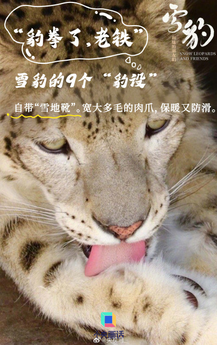 雪豹是豹属唯一的嘤嘤怪 雪豹是豹属唯一的嘤嘤怪